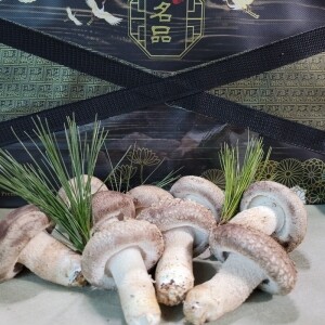 미사밸리,미사밸리 솔향고버섯 1.7kg